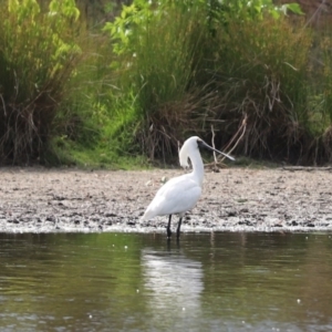 Platalea regia at Giralang, ACT - 7 Dec 2019