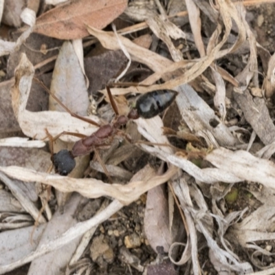 Myrmecia nigriceps (Black-headed bull ant) at Scullin, ACT - 6 Sep 2019 by AlisonMilton