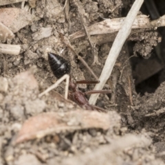 Myrmecia nigriceps at Scullin, ACT - 6 Sep 2019 10:51 AM