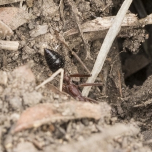 Myrmecia nigriceps at Scullin, ACT - 6 Sep 2019