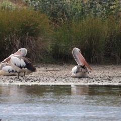 Pelecanus conspicillatus (Australian Pelican) at Giralang, ACT - 7 Dec 2019 by Tammy