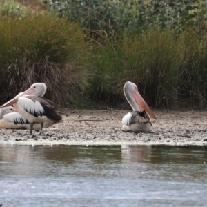 Pelecanus conspicillatus at Giralang, ACT - 7 Dec 2019