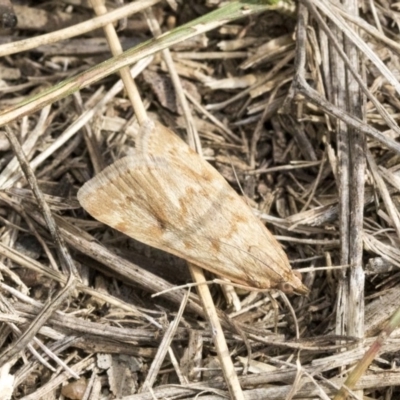 Achyra affinitalis (Cotton Web Spinner, Pyraustinae) at Hawker, ACT - 6 Sep 2019 by AlisonMilton