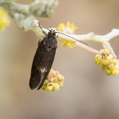 Leistomorpha brontoscopa (A concealer moth) at Higgins, ACT - 6 Sep 2019 by AlisonMilton