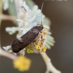 Leistomorpha brontoscopa at Higgins, ACT - 6 Sep 2019
