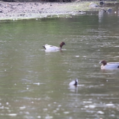 Chenonetta jubata (Australian Wood Duck) at Giralang Wetlands - 7 Dec 2019 by Tammy