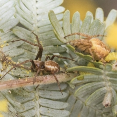 Araneinae (subfamily) (Orb weaver) at Higgins, ACT - 6 Sep 2019 by AlisonMilton