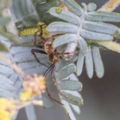 Araneinae (subfamily) at Higgins, ACT - 6 Sep 2019