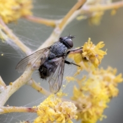 Tachinidae (family) (Unidentified Bristle fly) at Higgins, ACT - 6 Sep 2019 by AlisonMilton