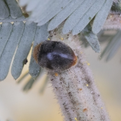 Cryptolaemus montrouzieri (Mealybug ladybird) at Higgins, ACT - 6 Sep 2019 by AlisonMilton