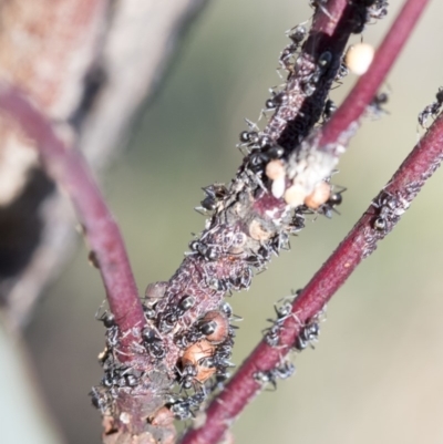 Iridomyrmex sp. (genus) (Ant) at Hawker, ACT - 20 Oct 2019 by AlisonMilton