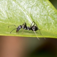 Iridomyrmex sp. (genus) (Ant) at Higgins, ACT - 2 Nov 2019 by AlisonMilton