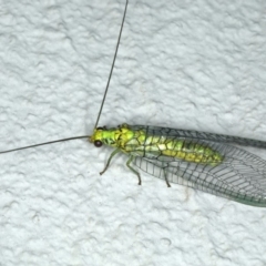 Italochrysa insignis (A Green Lacewing) at Ainslie, ACT - 6 Dec 2019 by jb2602