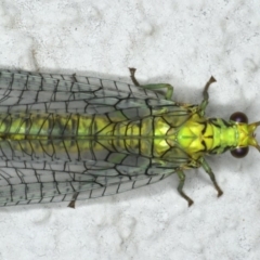 Italochrysa insignis at Ainslie, ACT - 6 Dec 2019