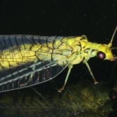 Italochrysa insignis at Ainslie, ACT - 6 Dec 2019 10:03 PM