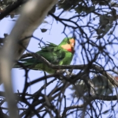 Polytelis swainsonii (Superb Parrot) at Forde, ACT - 7 Sep 2019 by Alison Milton
