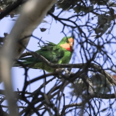 Polytelis swainsonii (Superb Parrot) at Forde, ACT - 7 Sep 2019 by Alison Milton