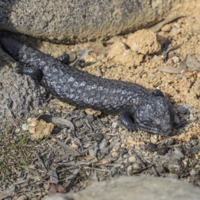 Tiliqua rugosa (Shingleback Lizard) at Forde, ACT - 7 Sep 2019 by AlisonMilton