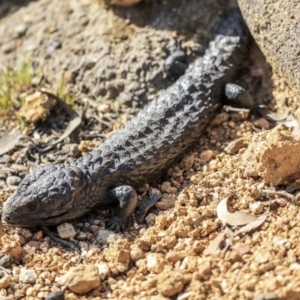 Tiliqua rugosa at Forde, ACT - 8 Sep 2019 09:24 AM