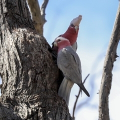 Eolophus roseicapilla (Galah) at Forde, ACT - 8 Sep 2019 by AlisonMilton