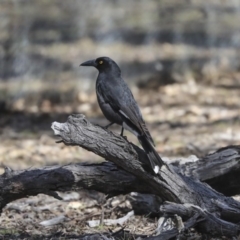 Strepera graculina (Pied Currawong) at Amaroo, ACT - 8 Sep 2019 by AlisonMilton