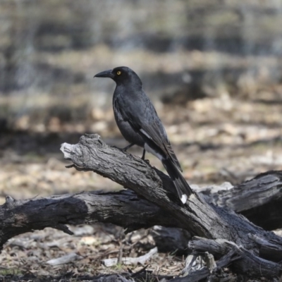 Strepera graculina (Pied Currawong) at Amaroo, ACT - 8 Sep 2019 by AlisonMilton