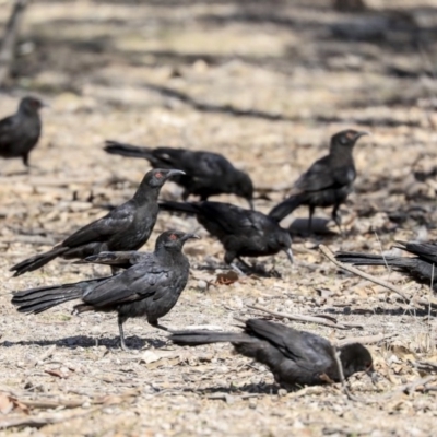 Corcorax melanorhamphos (White-winged Chough) at Amaroo, ACT - 8 Sep 2019 by AlisonMilton