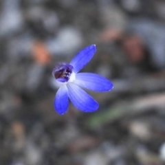 Cyanicula caerulea (Blue Fingers, Blue Fairies) at Amaroo, ACT - 8 Sep 2019 by AlisonMilton