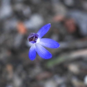 Cyanicula caerulea at Amaroo, ACT - 8 Sep 2019