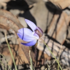 Cyanicula caerulea (Blue Fingers, Blue Fairies) at Gossan Hill - 10 Sep 2019 by AlisonMilton