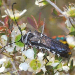 Hesthesis cingulata at Tianjara, NSW - 5 Dec 2019 04:09 PM