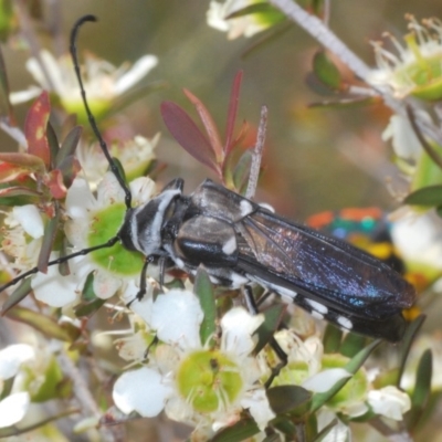 Hesthesis cingulata (Wasp-mimic longhorn beetle) at Tianjara, NSW - 5 Dec 2019 by Harrisi