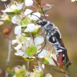 Hesthesis cingulata at Tianjara, NSW - 5 Dec 2019 04:09 PM