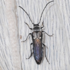 Hesthesis cingulata at Tianjara, NSW - 5 Dec 2019 04:09 PM