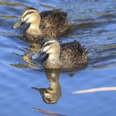 Anas superciliosa (Pacific Black Duck) at Belconnen, ACT - 10 Sep 2019 by AlisonMilton