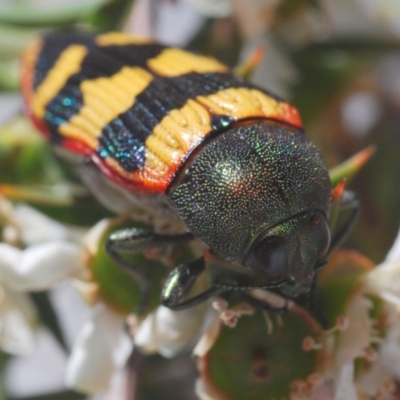 Castiarina burchellii (Burchell's jewel beetle) at Kangaroo Valley, NSW - 6 Dec 2019 by Harrisi