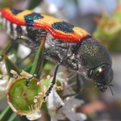 Castiarina burchellii at Kangaroo Valley, NSW - 6 Dec 2019 11:22 PM