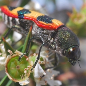 Castiarina burchellii at Kangaroo Valley, NSW - 6 Dec 2019 11:22 PM