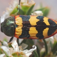 Castiarina burchellii at Kangaroo Valley, NSW - 6 Dec 2019 11:22 PM