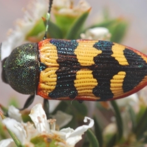 Castiarina burchellii at Kangaroo Valley, NSW - 6 Dec 2019 11:22 PM