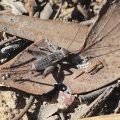 Eurepa marginipennis (Mottled bush cricket) at Belconnen, ACT - 10 Sep 2019 by AlisonMilton