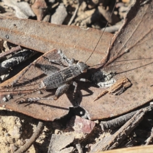 Eurepa marginipennis at Belconnen, ACT - 10 Sep 2019