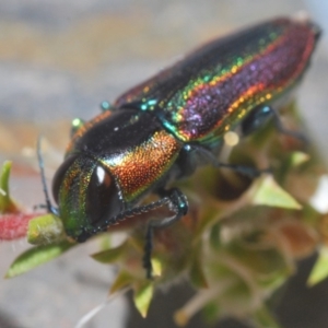 Selagis caloptera at Kangaroo Valley, NSW - 6 Dec 2019 11:20 PM