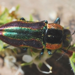 Selagis caloptera at Kangaroo Valley, NSW - 6 Dec 2019