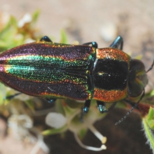 Selagis caloptera at Kangaroo Valley, NSW - 6 Dec 2019 11:20 PM