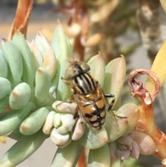 Eristalinus punctulatus (Golden Native Drone Fly) at Kingston, ACT - 6 Dec 2019 by YellowButton