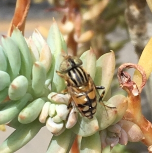 Eristalinus punctulatus at Kingston, ACT - 6 Dec 2019