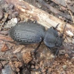Adelium porcatum (Darkling Beetle) at Mount Clear, ACT - 10 Feb 2018 by HarveyPerkins
