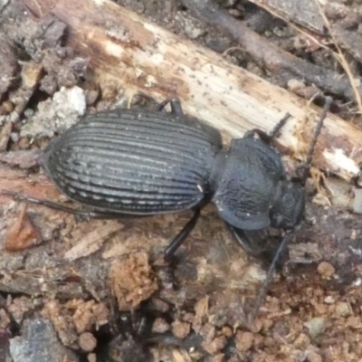 Adelium porcatum (Darkling Beetle) at Mount Clear, ACT - 10 Feb 2018 by HarveyPerkins