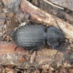 Adelium porcatum at Mount Clear, ACT - 10 Feb 2018 12:44 PM